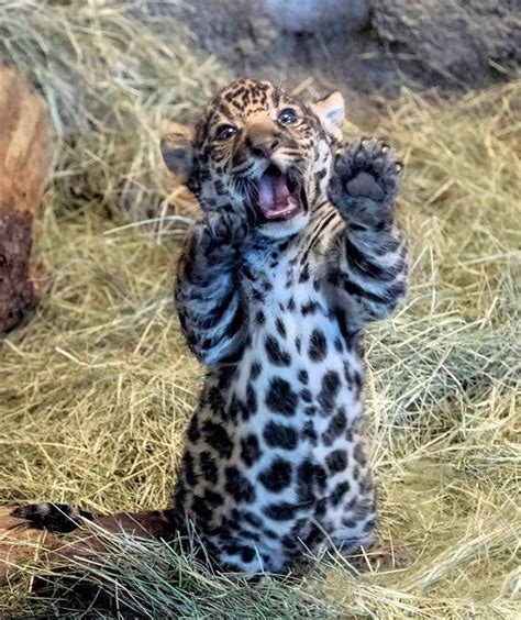 Jaguar Cub Is a Handful…and Mouthful - ZooBorns