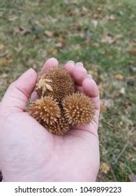 Sycamore Seeds Tree Seed Pods Stock Photo 1049899223 | Shutterstock