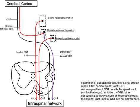 | Illustration of supraspinal control of spinal stretch reflex. CST,... | Download Scientific ...