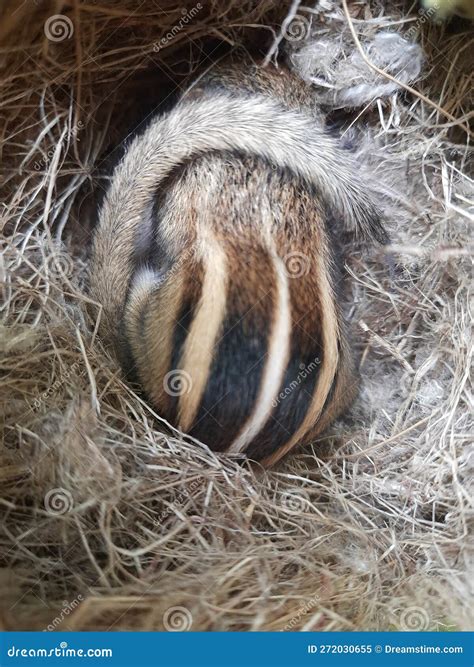 A sleeping baby squirrel. stock image. Image of animal - 272030655