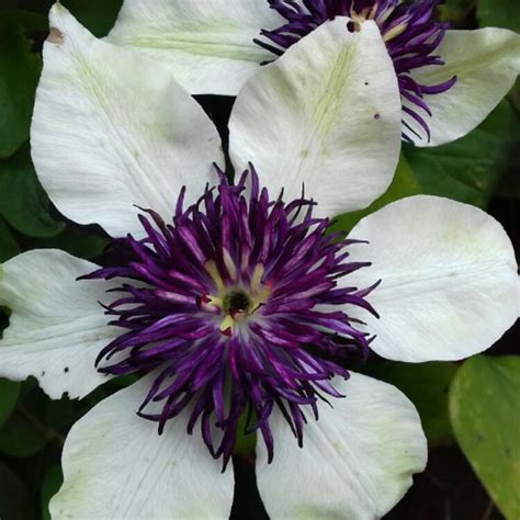 Clematis Florida sieboldii syn. Clematis florida 'Bicolor' ; Clematis florida var. florida ...