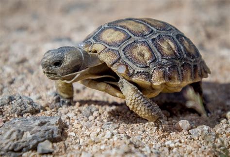 Male desert tortoises don’t mate after being relocated and scientists ...