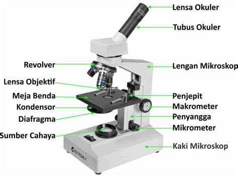 Mikroskop: Panduan Lengkap, Pengertian, Fungsi, Jenis, dan Bagian ...