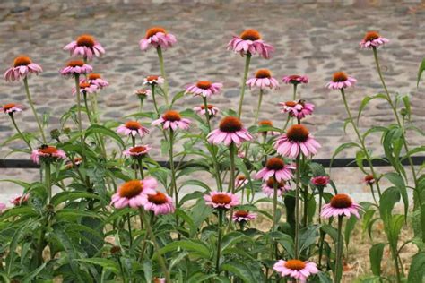 How to Grow Coneflowers in Your Backyard: Soil, Propagation, Planting, and Care