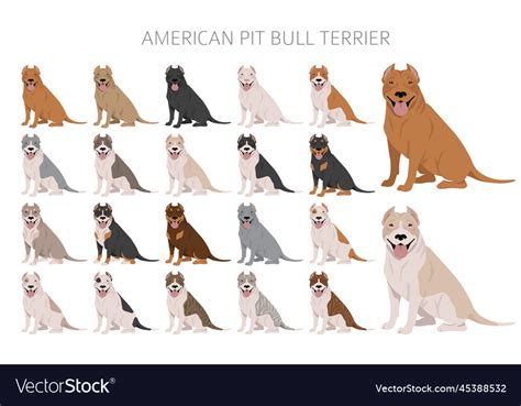 American pit bull terrier dogs clipart color Vector Image