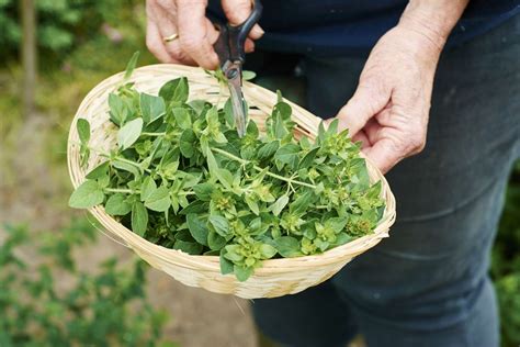 How to Select and Store Oregano Herbs