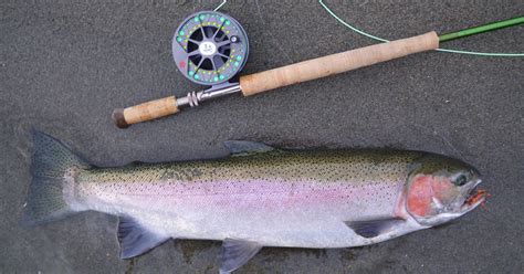 Nature up close: Steelhead trout - CBS News