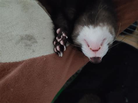 Little ferret teeth. : r/ferrets