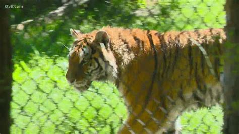 Animals at Zoo Boise happy to see visitors return | ktvb.com