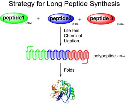 Peptide synthesis: long peptide synthesis