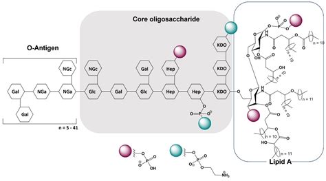 Lipopolysaccharide