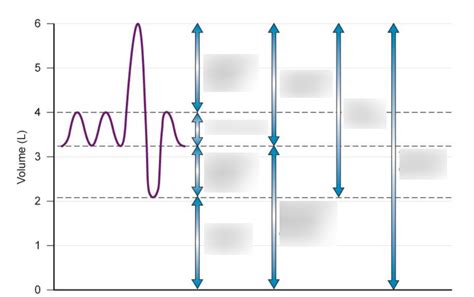 Lung Volume Diagram | Quizlet