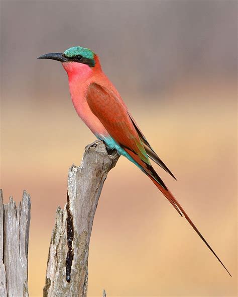 Pin on Birds-Coraciiformes-Basal