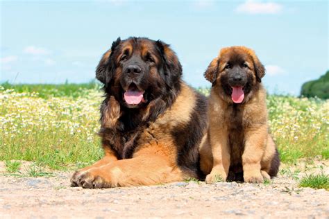 25 Largest Dog Breeds: The World's Biggest Canines