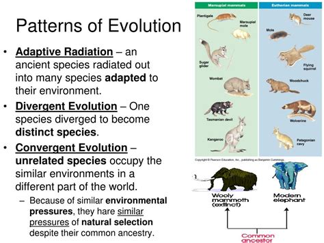 PPT Mechanisms Of Population Evolution PowerPoint Presentation Free 18291 | Hot Sex Picture