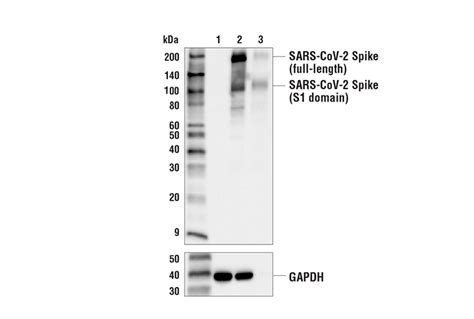 SARS-CoV-2 Spike Protein (RBD) (E2T6M) Mouse mAb | Cell Signaling ...