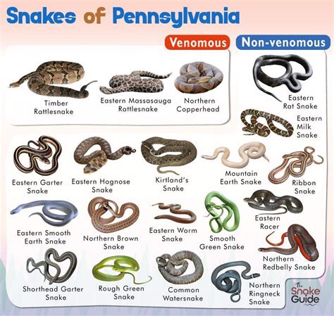 List of Common Venomous and Non-venomous Snakes in Pennsylvania with ...