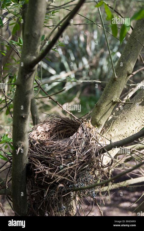 Blackbird Turdus merula nest Stock Photo - Alamy