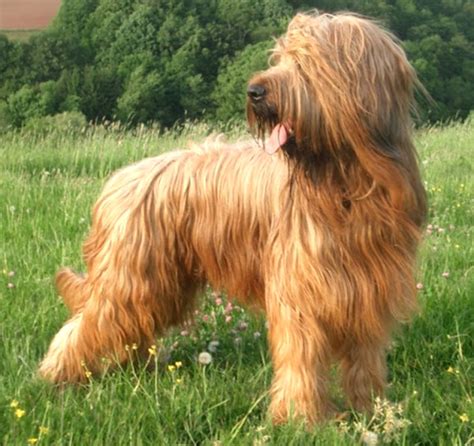 Briard Dog: Characteristics, Lifespan, Caring, Uses