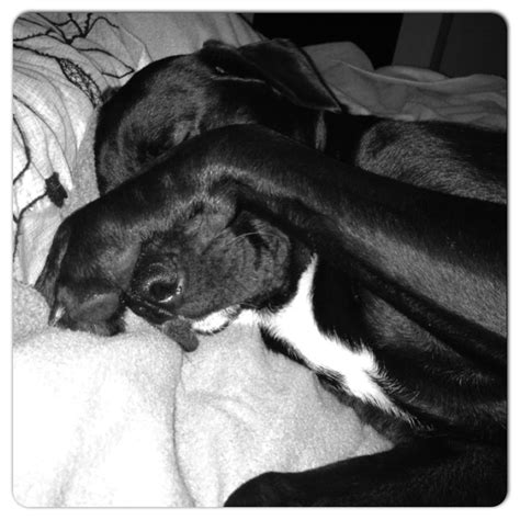 Black Lab sleeping | Black labs, Animals, Black lab