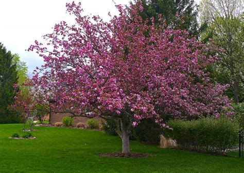 Types Of Dwarf Trees For Landscaping — Randolph Indoor and Outdoor Design