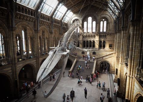 In Pictures: The Natural History Museum's Whale - Look Up London