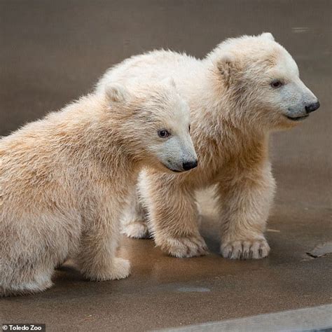 Toledo Zoo finally reveals gender of twin polar bear cubs born to 23 ...