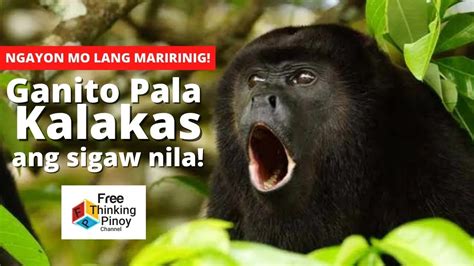 TOP 10 NOISIEST ANIMALS IN THE WORLD | Hayop Na May Pinaka Malakas na Boses - YouTube