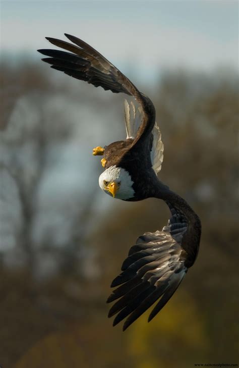 Free photo: Bald Eagle Hunting - Animal, Bald, Bird - Free Download - Jooinn