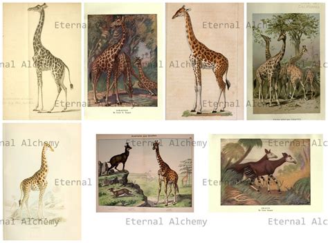 Giraffes and Okapis Collection 20 High Resolution Vintage - Etsy