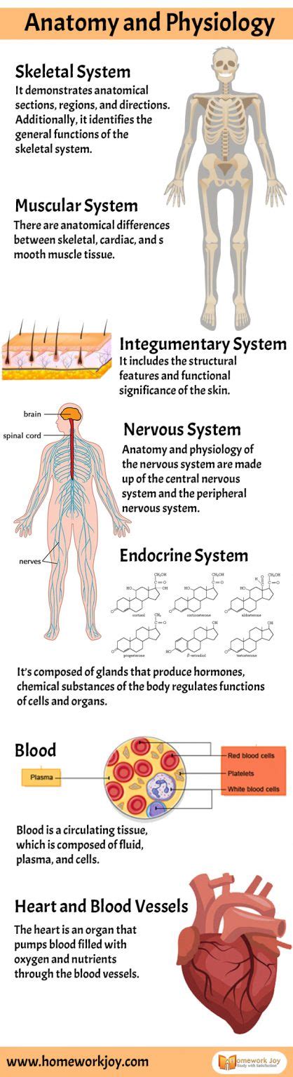 Overview of Human Anatomy and Physiology | Homework Joy