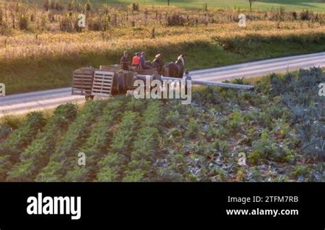 Amish Mennonite people in USA manually harvest broccoli and cauliflower ...