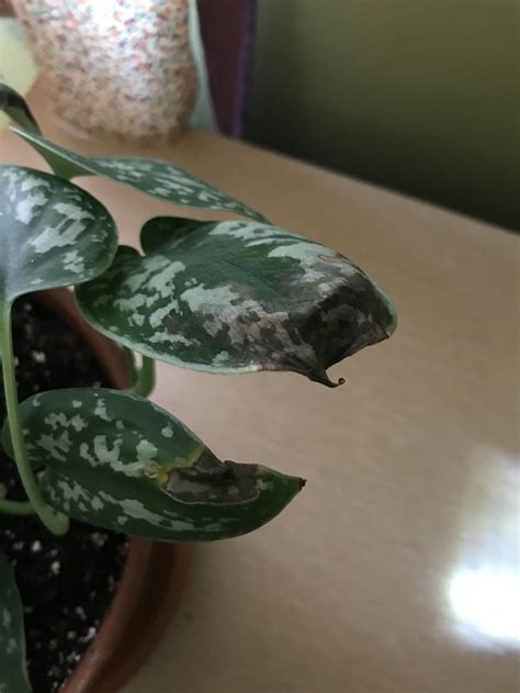 Silver Pothos with greying leaves, black spots in the Houseplants forum - Garden.org
