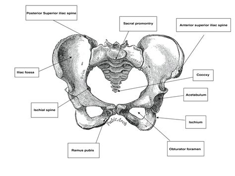 the pelvis | embodiment etudes