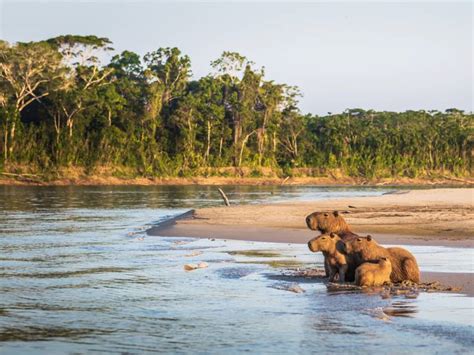 Visiting the Amazon Rainforest in Peru | On The Go Tours