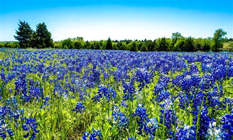 Ultimate Guide to Visiting the Ennis Bluebonnet Trail