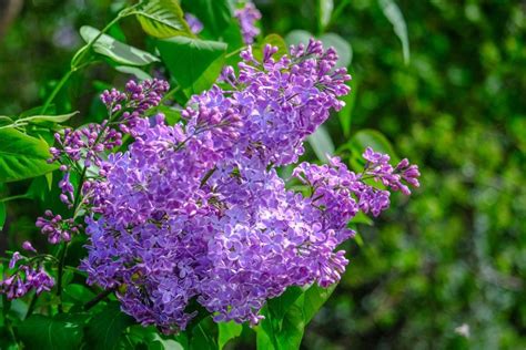 Why Are My Lilac Leaves Curling? (And What to Do About It?) - The ...