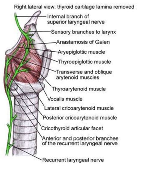 Laryngeal Innervation With Diagrams DNB ENT 2013 - DNB Mentors