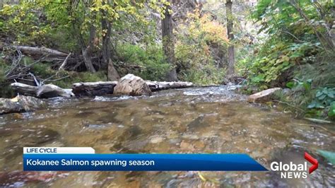 Kokanee Salmon return to Hardy Falls Regional Park for spawning season - Okanagan | Globalnews.ca