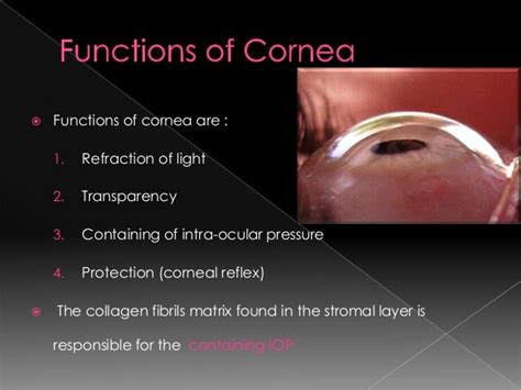 Cornea-M.B