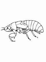 Cicada Nymph coloring Page  SuperColoringcom sketch template