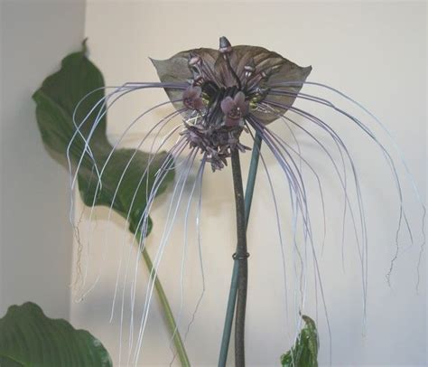 Tacca Chantrieri 10 Seeds, The Black Bat Plant | The Plant Attraction