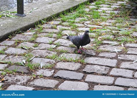 Pigeon Collecting Nesting Material in City Stock Image - Image of dove, fauna: 126559683