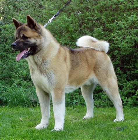 kelvin black: American Akita dog