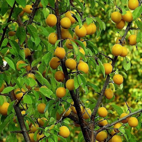 Oullins Golden Gage Plum Tree – Roots Plants