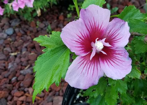 Rose of Sharon varieties give options for gardens | Mississippi State ...