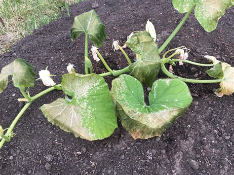 What's wrong with my pumpkin? #gardening #garden #DIY #home #flowers # ...