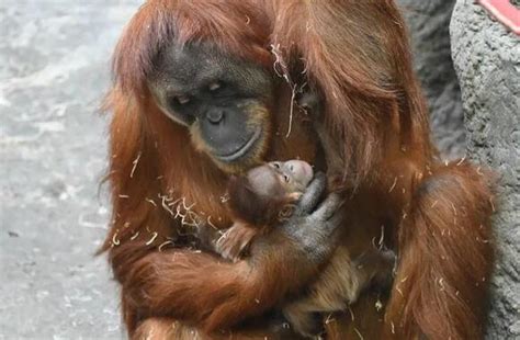 St. Louis Zoo announces name of recently birthed baby Orangutan