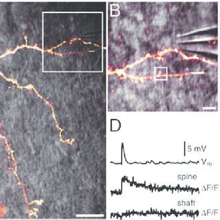 Two-photon imaging of spiny neurons. A, Maximum projection of a ...