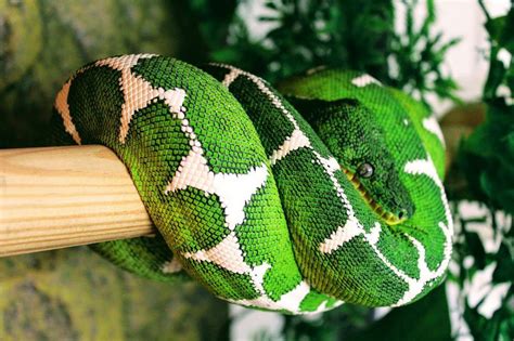 Why Arboreal Snakes Are Not for Beginners | Reptiles Amino